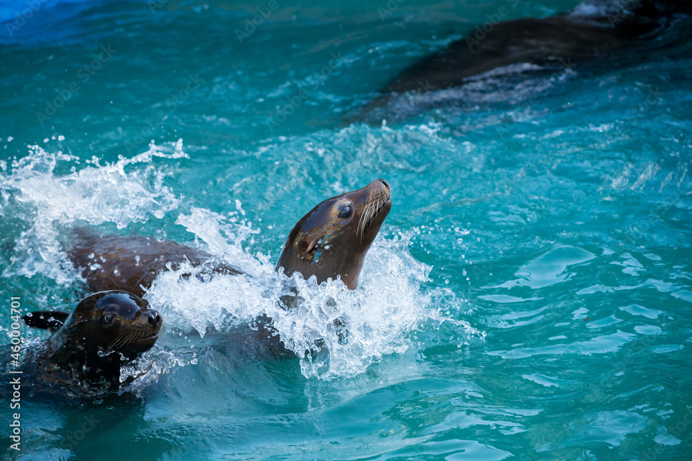 Obraz premium 動物園のカリフォルニアアシカの遊ぶ様子