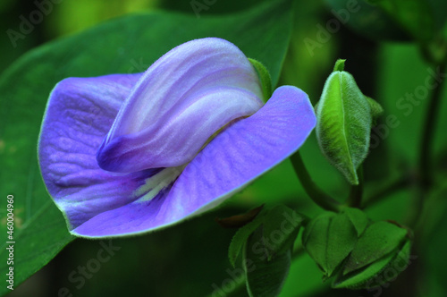 wild flower in street
Telang Flower