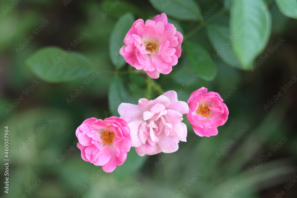 Small roses - Little roses (b) by Bysmarks Gonçalves