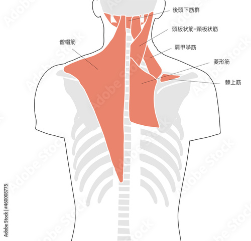 背中と肩にある筋肉のイメージ図と名称