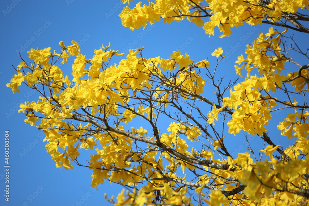 beautiful yellow flowers beautiful yellow flowers