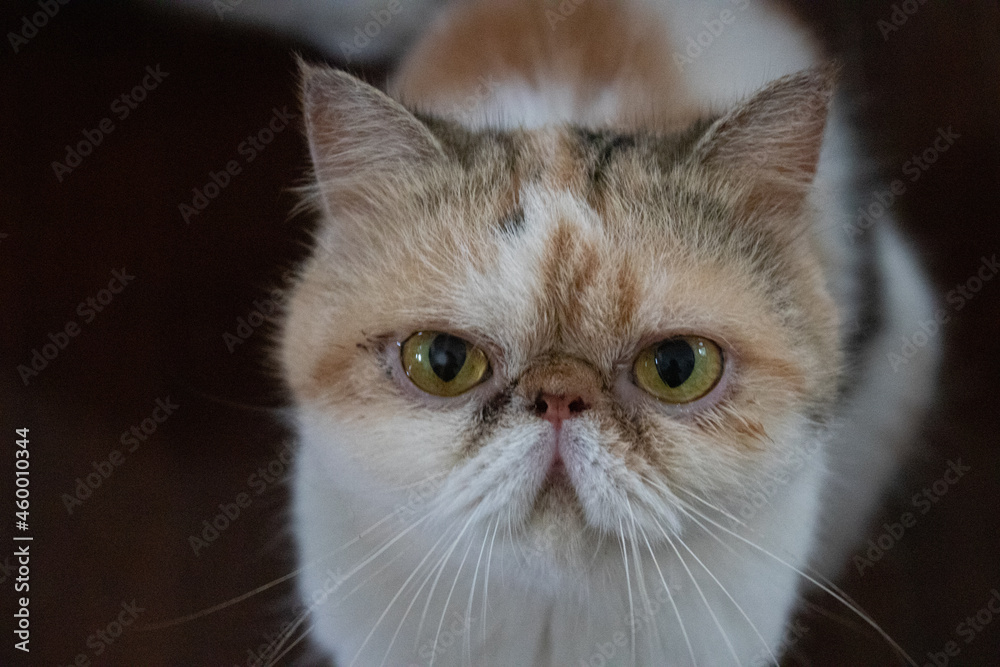 Cute Exotic Shorthair cat Cute Exotic Shorthair cat