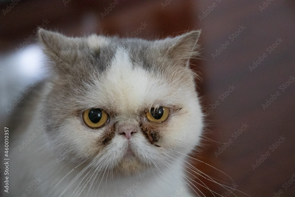 Cute Exotic Shorthair cat