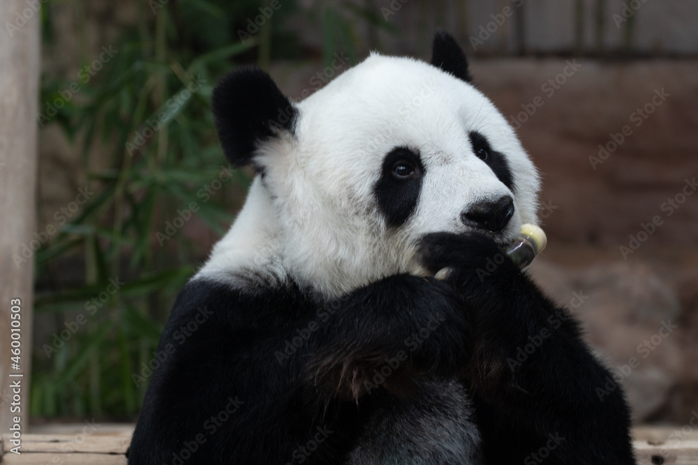 Cute Fluffy Panda Eating Bamboo Shoot
