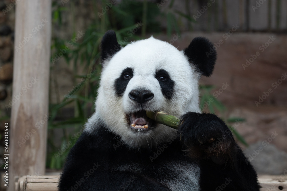 Fototapeta premium giant panda eating bamboo