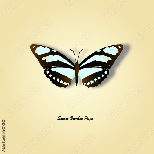 scarce bamboo page butterfly