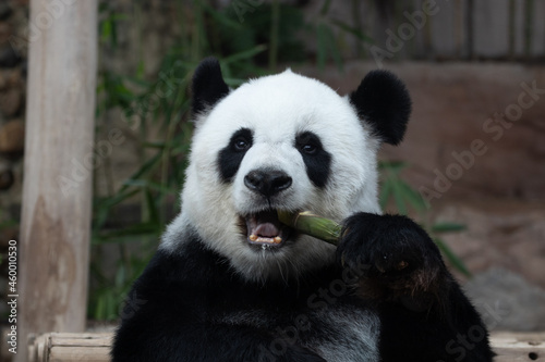 giant panda eating bamboo © foreverhappy