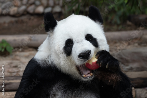 Fototapeta Naklejka Na Ścianę i Meble -  Happy Panda with a Red Apple