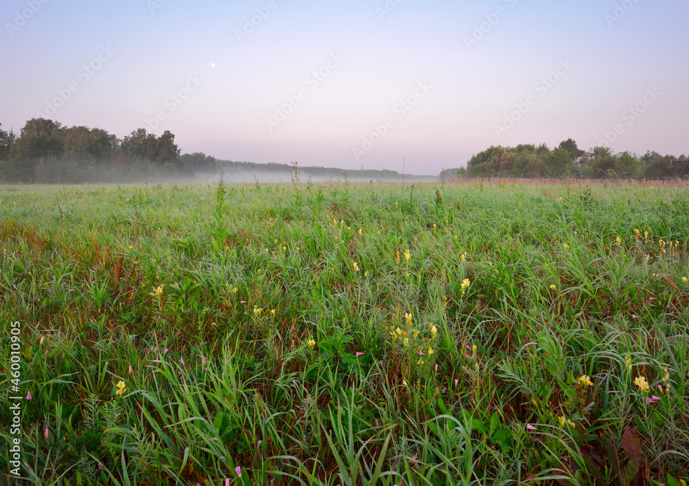 Early morning on a green meadow
