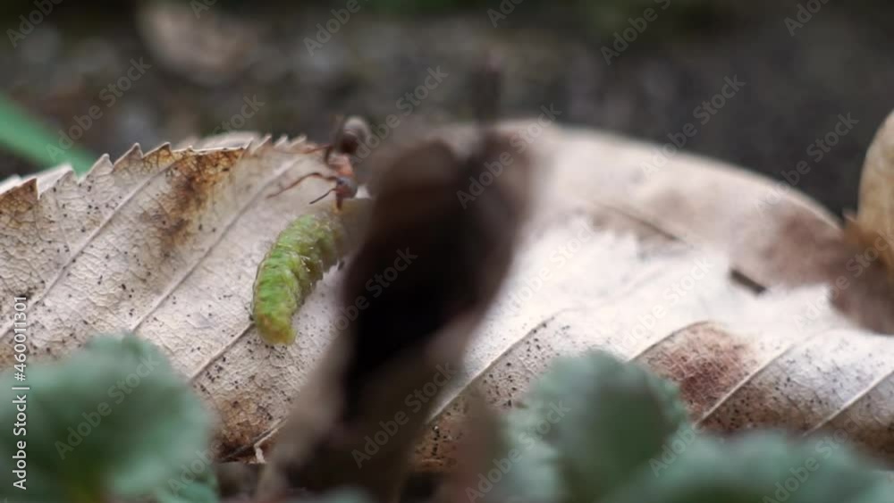 Ants have captured green caterpillar and drag it along ground. close-up insects