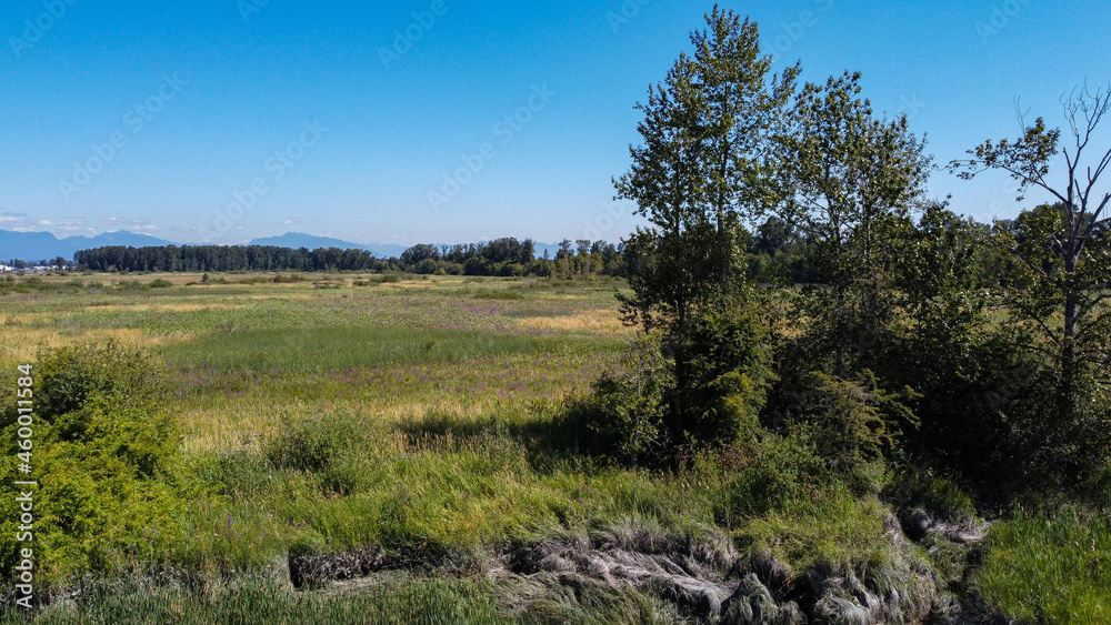 view of the beautiful marshland on a sunny day with green grasses filled land and forest over the far end