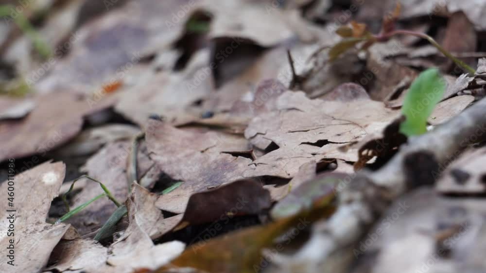 Crowd of black ants walking on forest ground between leaves and plants Crowd of black ants walking on forest ground between leaves and plants