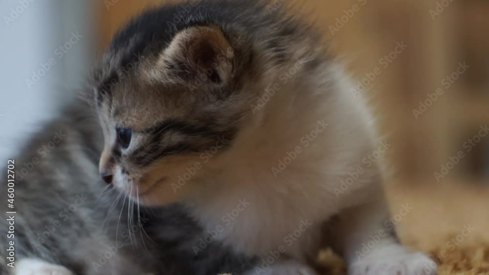 floppy ear kittens playing on the carpet floppy ear kittens playing on the carpet