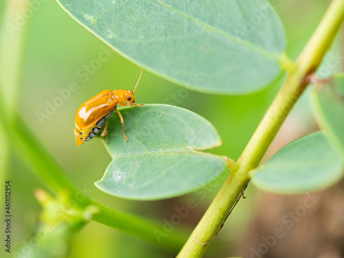 a yellow insect hanging on a small green leaf with natural background at a beautiful garden on a board daylight.