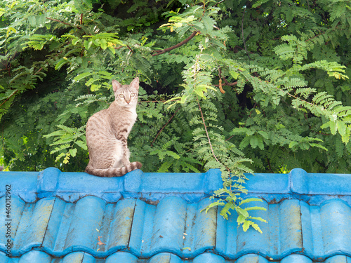 one adorable grey cat standing on old blue roof of a house near a big tamarind tree in the quiet late afternoon. pet concept on photography image.