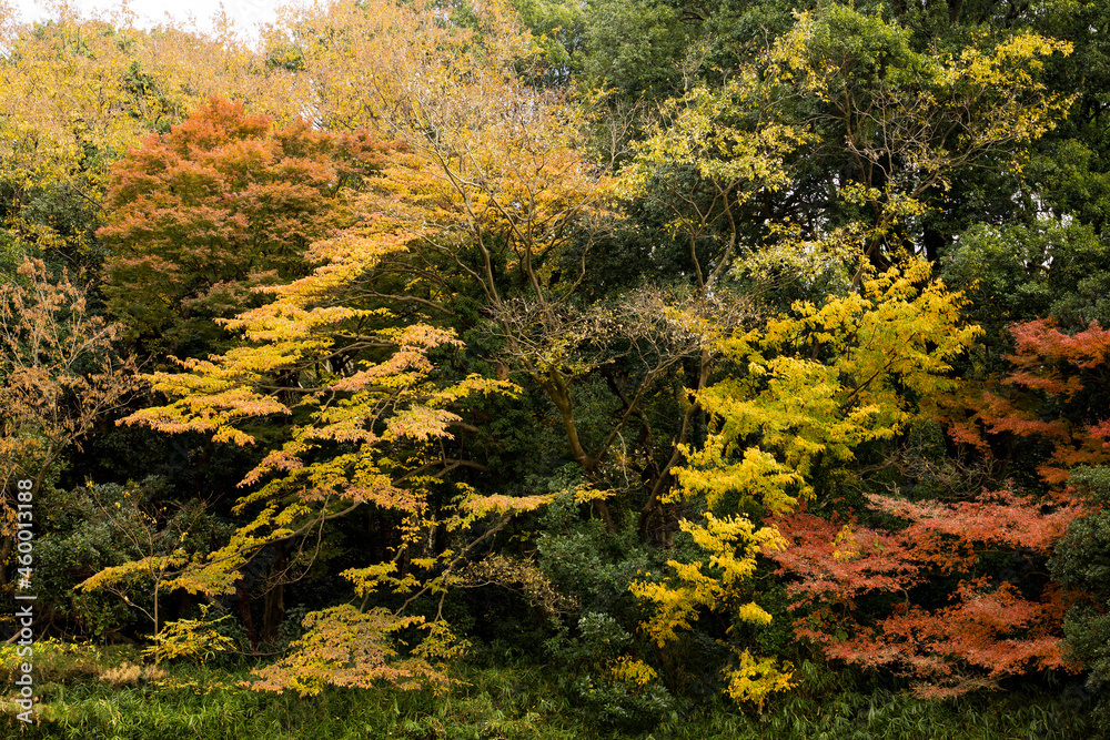 日本の四季　色づく森