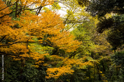 日本の四季 色づく森