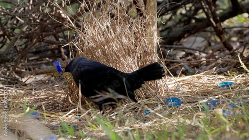 a female satin bowerbird enters a male's bower in a forest on the central coast of nsw, australia photo