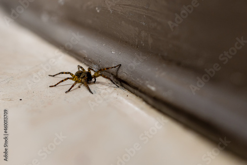 A brown and black striped fishing spider (Dolomedes Tenebrosus) is crawling across a dirty linoleum floor against a brown base board.