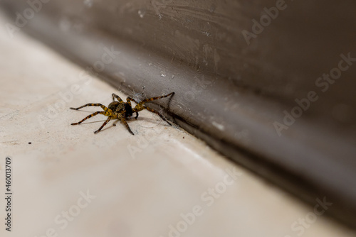 A brown and black striped fishing spider (Dolomedes Tenebrosus) is crawling across a dirty linoleum floor against a brown base board. photo