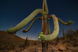 Saguaro cactus blossoms under full moonlight