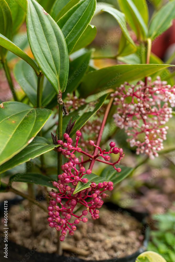 Parijoto (Medinilla magnifica) is a plant from Muria Mountain, Kudus, Indonesia. It has pink sour tasted fruit, almost people consume it when they pregnant. Vertical version of the photo. Parijoto (Medinilla magnifica) is a plant from Muria Mountain, Kudus, Indonesia. It has pink sour tasted fruit, almost people consume it when they pregnant. Vertical version of the photo.