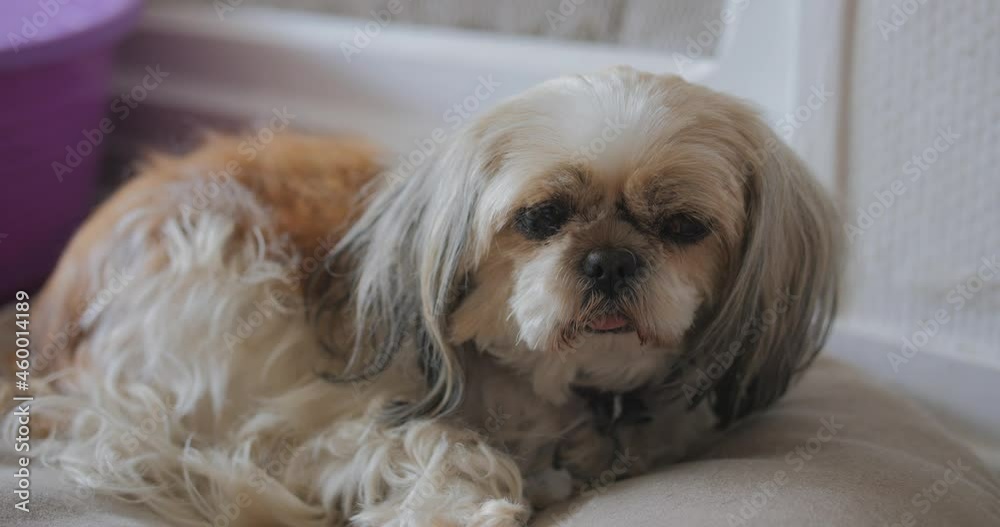 Close shot of a cute Shih tzu dog resting on the coach with its tongue sticking out; adorable dog breed. Close shot of a cute Shih tzu dog resting on the coach with its tongue sticking out; adorable dog breed.