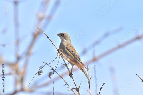 sparrow on a branch