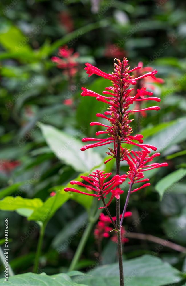 Dramatic red flowers growing on the Caribbean mountain side of the Dominican Republic, with blurred leaves in background. Dramatic red flowers growing on the Caribbean mountain side of the Dominican Republic, with blurred leaves in background.
