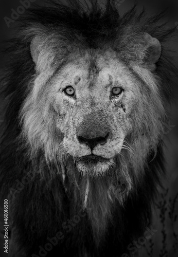 A male lion in Africa 