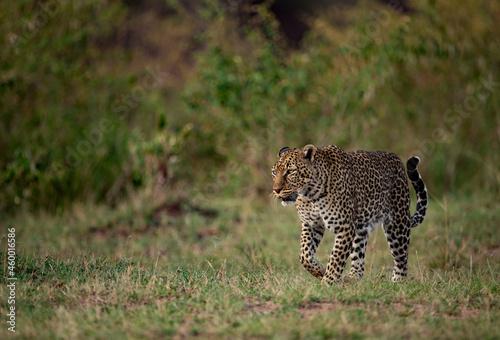 A leopard in Africa 