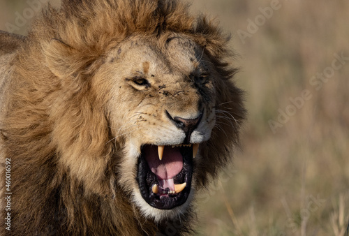 A male lion in Africa 