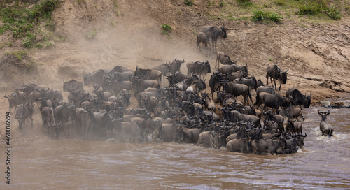 The Great Wildebeest Migration in Africa  © Harry Collins