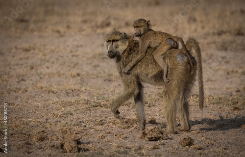 Baboon and baby in Africa 