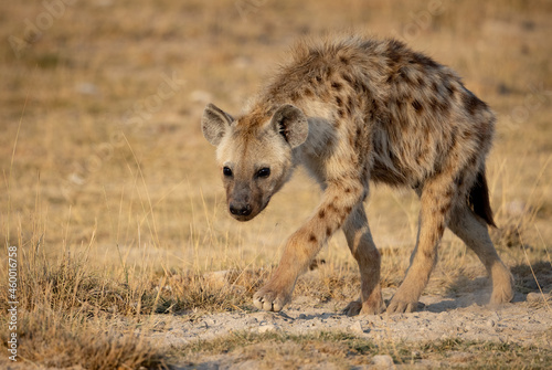 A hyena in Africa 