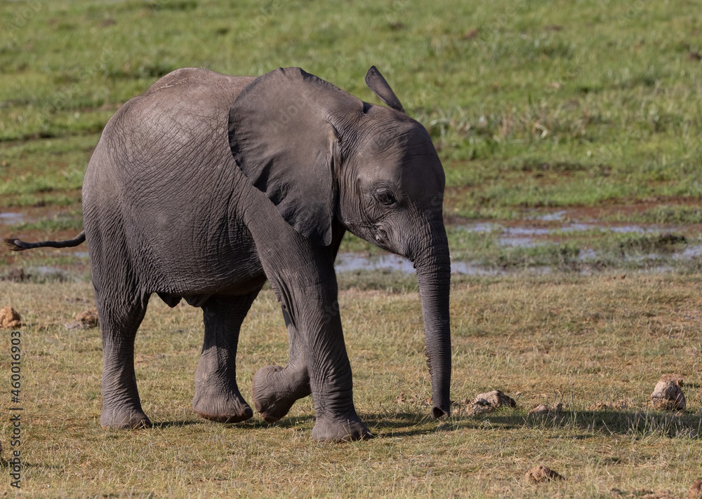 Obraz premium An elephant in Africa 
