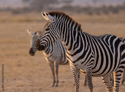 Fototapeta Naklejka Na Ścianę i Meble -  A Zebra in Africa 