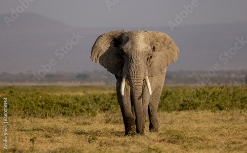 Photography An elephant in Africa