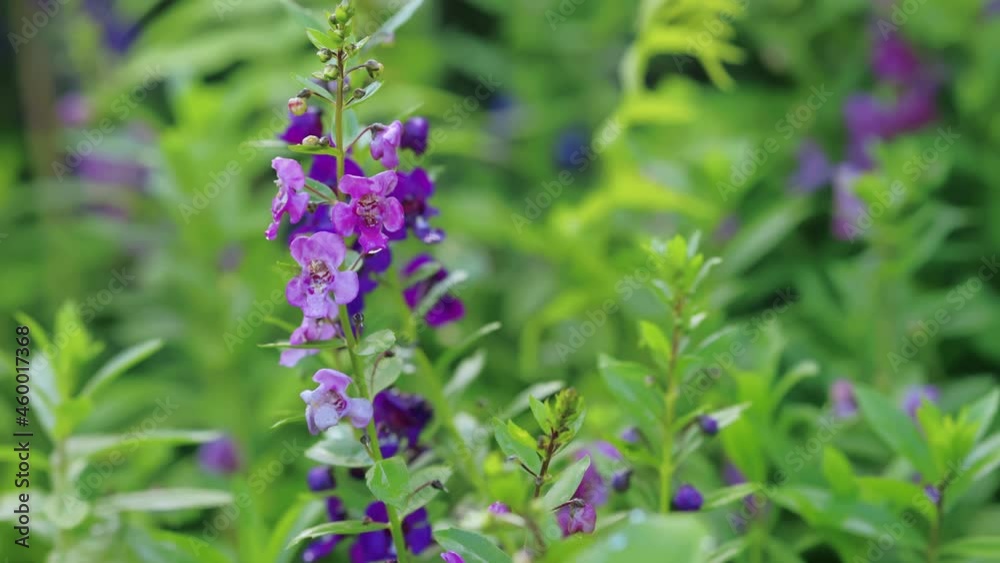 Pansy violet-purple flowers blooming in the garden. Pansy violet-purple flowers blooming in the garden.