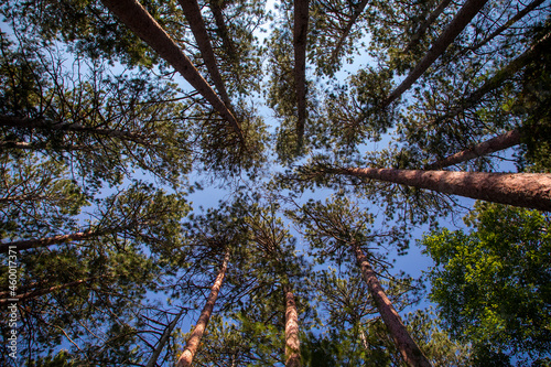 Towering Red Pine Tree Canopy in Minnesota Lost Forty Forest Park