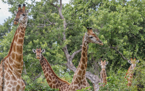 Giraffe Herd Kruger Park