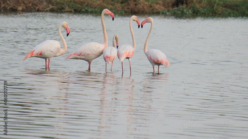 Fototapeta premium Pink Flamingos ❤️ in the Water