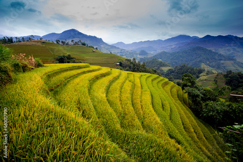 Fototapeta Naklejka Na Ścianę i Meble -  Yellow season in Northwest Vietnam. In autumn the golden rice fields covering the mountains and attracts a lot of tourists. Terraced fields are unique cultural features of ethnic minorities in