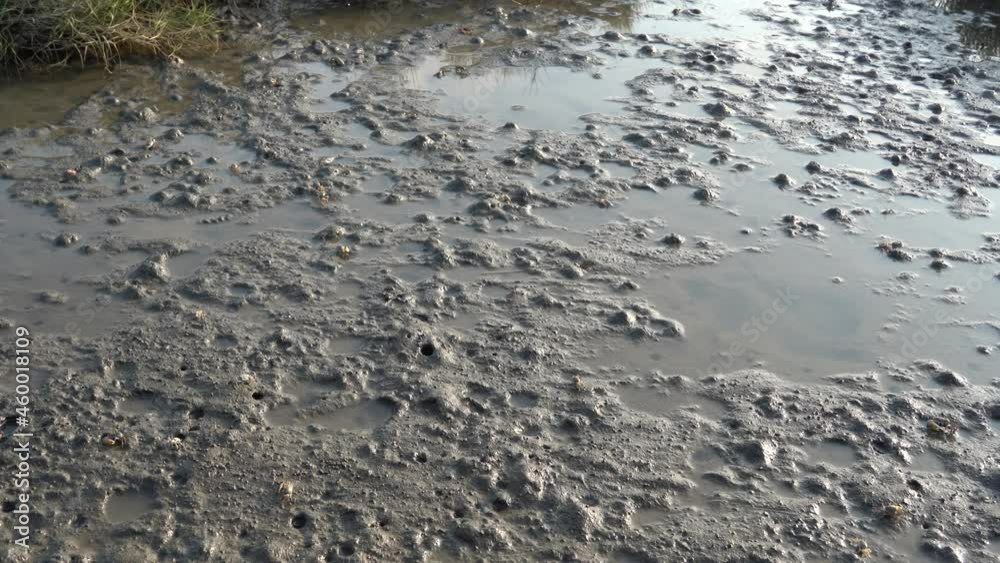 Static shot capturing the ecosystem of Gaomei wetland preservation area, with movements of many species of crustaceans and burrows on coastal tidal flats, Taichung, Taiwan. Static shot capturing the ecosystem of Gaomei wetland preservation area, with movements of many species of crustaceans and burrows on coastal tidal flats, Taichung, Taiwan.