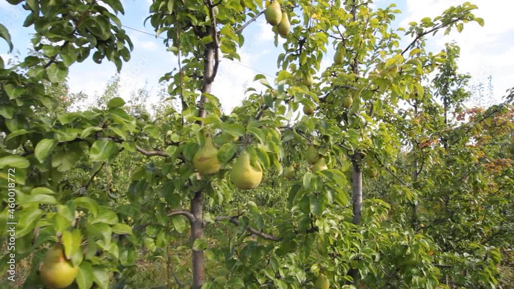 Growing pears. Ripe organic cultivar pears in the summer garden. Ripening Pears On A Pear Tree. Ukrainian pears. Growing pears. Ripe organic cultivar pears in the summer garden. Ripening Pears On A Pear Tree. Ukrainian pears.
