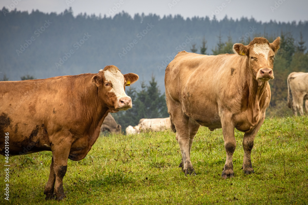 Cows on green pasture with forest in background Cows on green pasture with forest in background