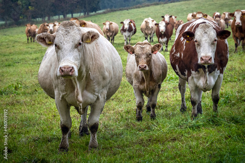 Herd of cows on green pasture © Jaroslav Machacek