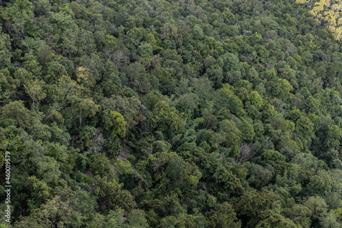 Aerial image of a lush green mixed deciduous and coniferous forest. A bird's eye view above green trees. Focus and blur.