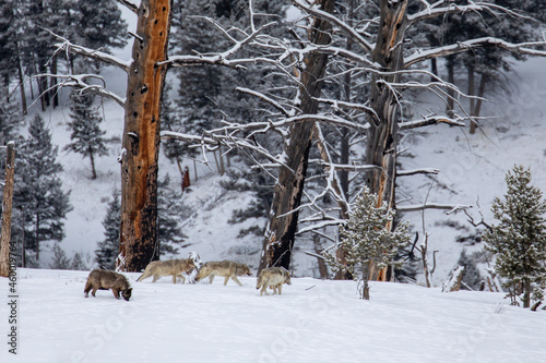 Wolf Pack on the Move photo