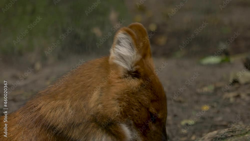 Portrait close-up of Young Canid Dhole resting, lying down on forest Portrait close-up of Young Canid Dhole resting, lying down on forest